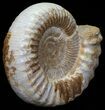 Wide Jurassic Ammonite Fossil - Madagascar #59605-2